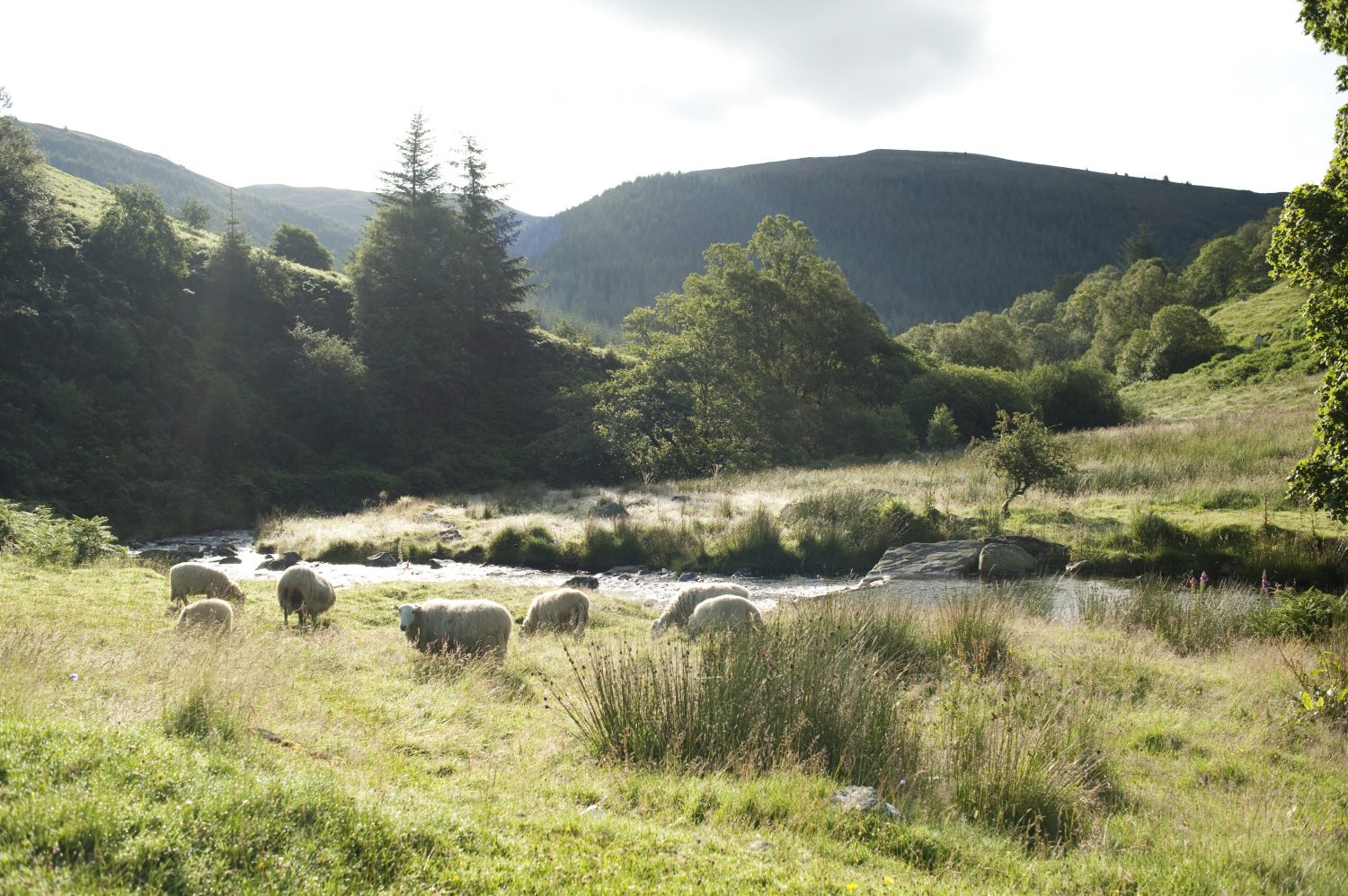 The future of farming and nature in Wales - Institute of Welsh Affairs