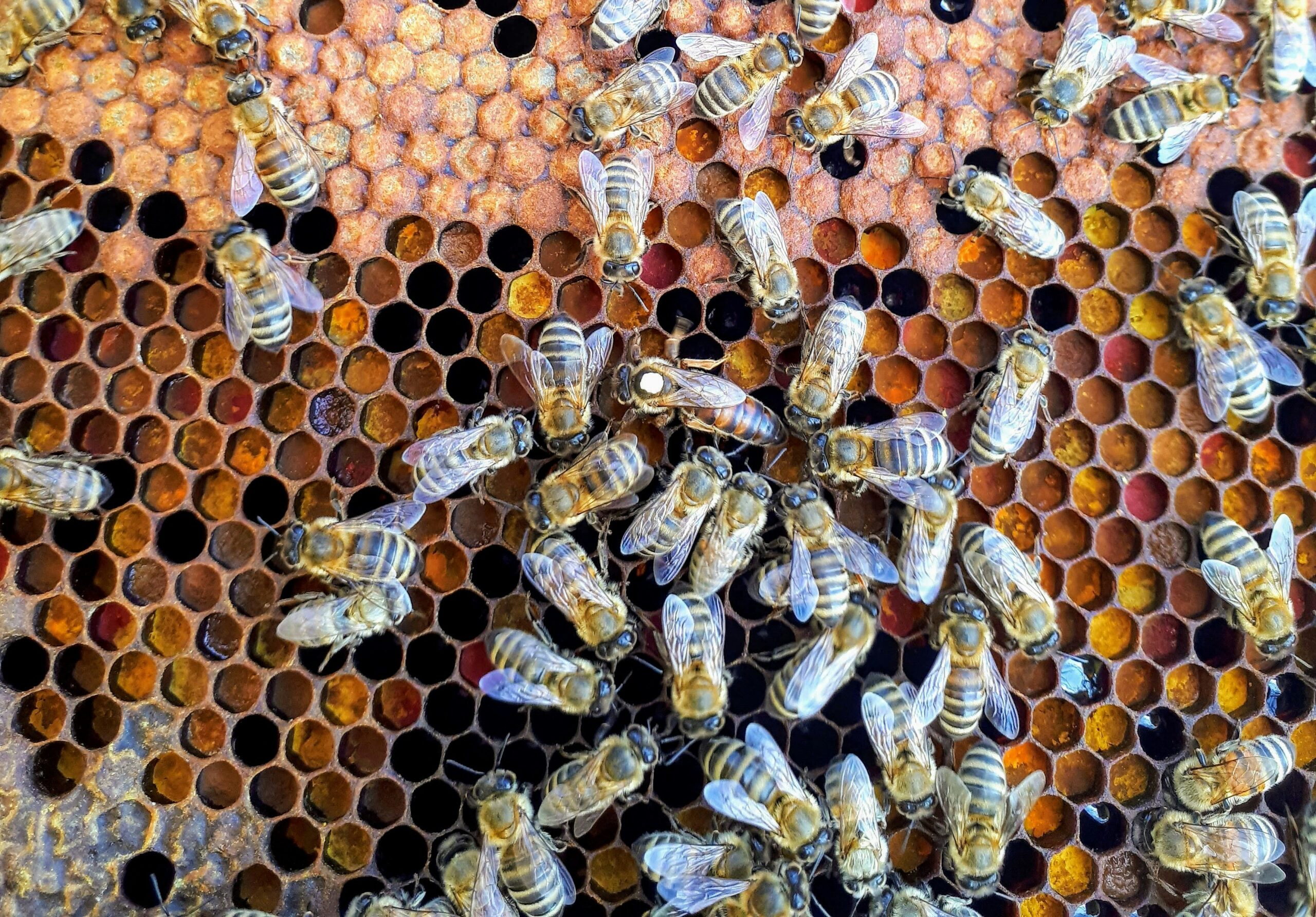 A beehive seen from the inside.